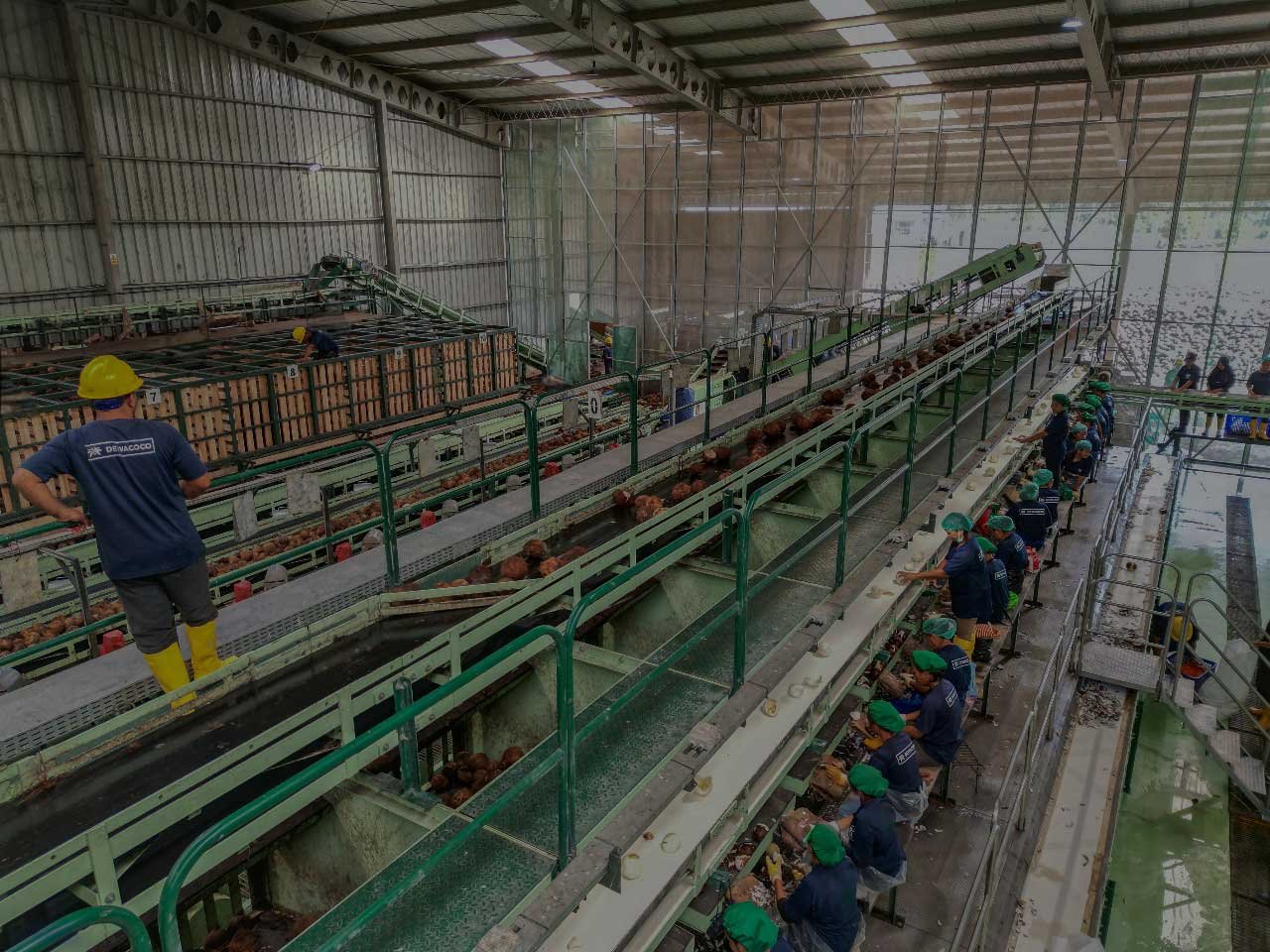 Royal Agro Industri — coconut plantation