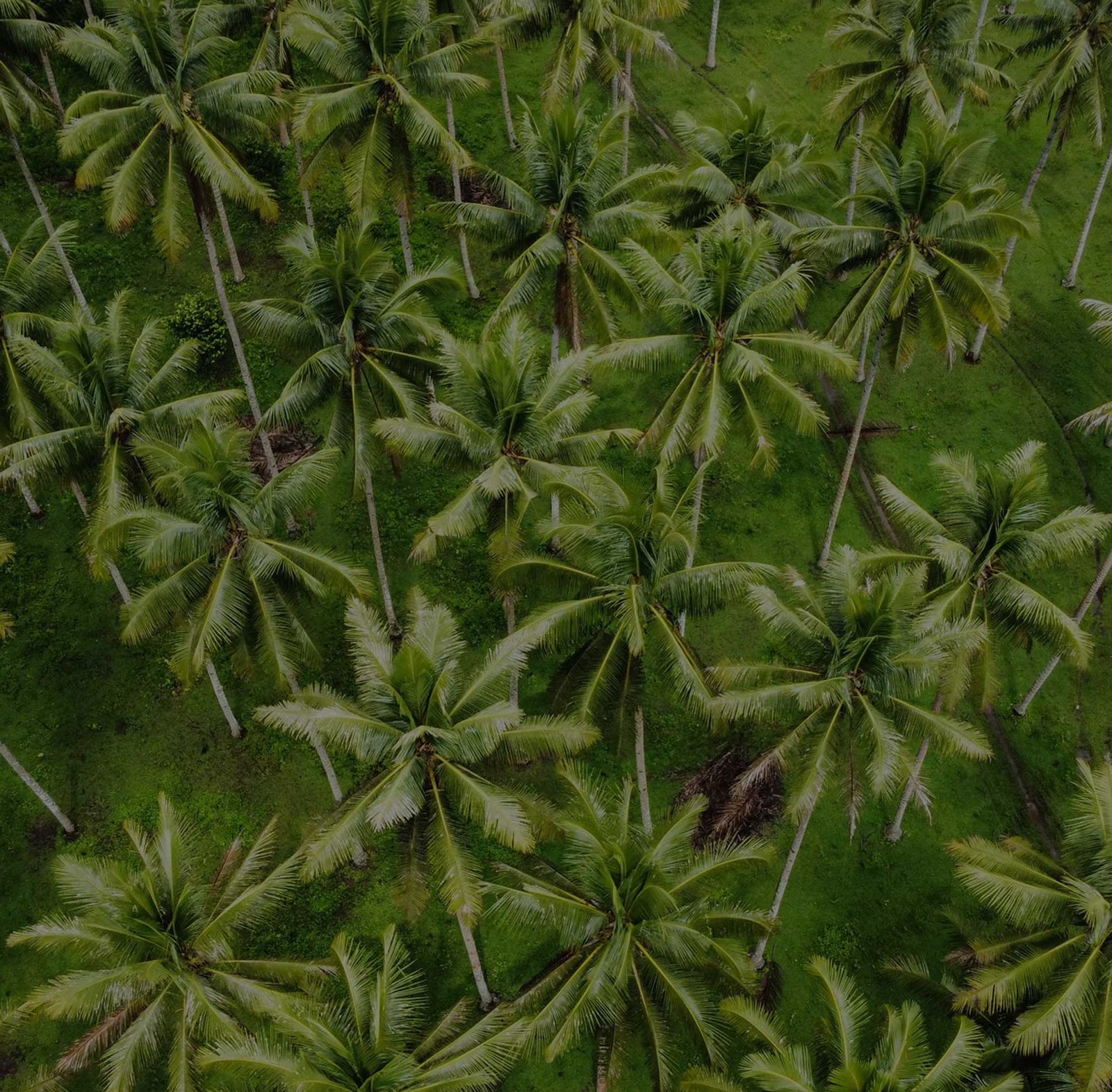 Coconut plantation in Indonesia — Royal Agro Industri